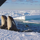Image for article titled Today's Best Media Deals: Frozen Planet, Madagascar, and a Lot More